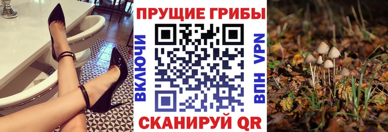 Псилоцибиновые грибы Psilocybe  Стародуб 